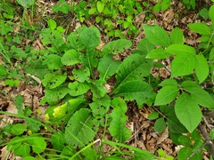 Primula vulgaris rubra