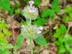 Clinopodium caucasicum