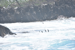 Spheniscus humboldti