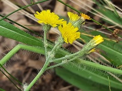 Pilosella echioides