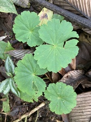 Hydrocotyle leucocephala