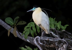 Pilherodius pileatus