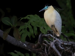 Pilherodius pileatus