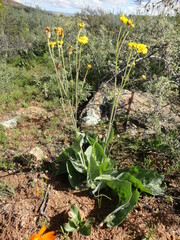 Othonna coronopifolia