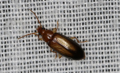 Alleculina