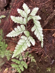 Pityrogramma calomelanos