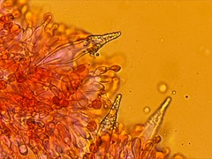 Hohenbuehelia auriscalpium
