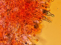 Hohenbuehelia auriscalpium