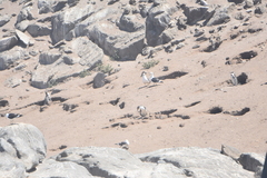 Spheniscus humboldti