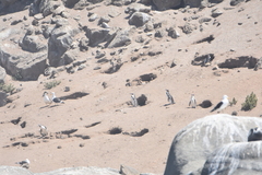 Spheniscus humboldti