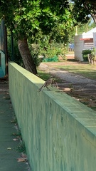 Mimus saturninus