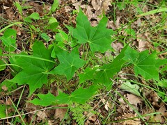 Acer laetum
