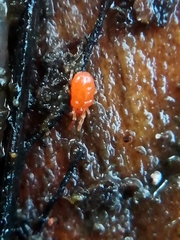Parasitengona