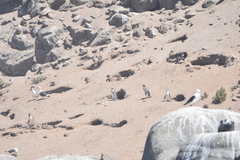 Spheniscus humboldti