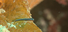 Elacatinus lori