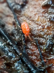 Parasitengona