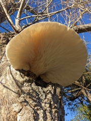 Pleurotus dryinus