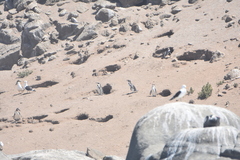 Spheniscus humboldti