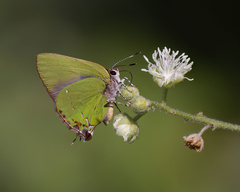 Cyanophrys miserabilis