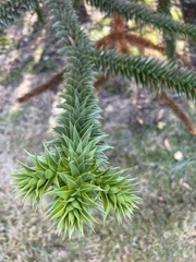 Araucaria
