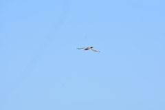 Leucocarbo bougainvillii