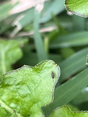 Microtechnites bractatus