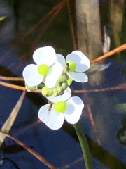 Sagittaria graminea