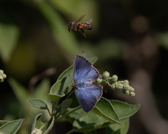 Cyanophrys miserabilis