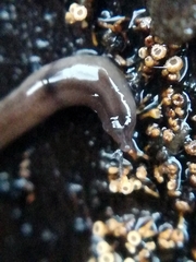 Rhynchodemus sylvaticus