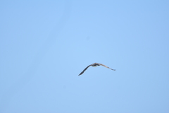 Leucocarbo bougainvillii