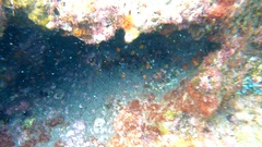 Balanophyllia regia