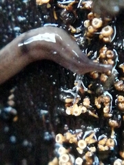 Rhynchodemus sylvaticus