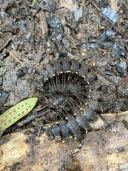 Nyssodesmus python