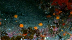 Balanophyllia regia