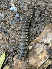 Nyssodesmus python