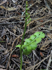 Botrychium neolunaria