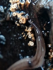 Rhynchodemus sylvaticus