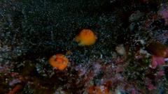 Balanophyllia regia