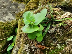 Hylotelephium caucasicum