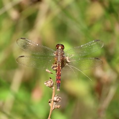 Erythrodiplax fervida