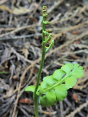 Botrychium neolunaria