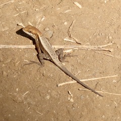 Sceloporus siniferus