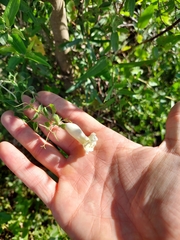 Amphilophium carolinae