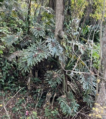 Thaumatophyllum bipinnatifidum