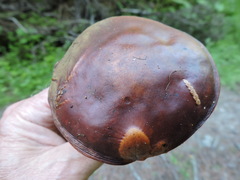Suillus clintonianus