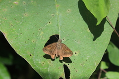Eudaminae