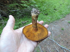 Suillus clintonianus