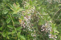 Berberis glaucocarpa