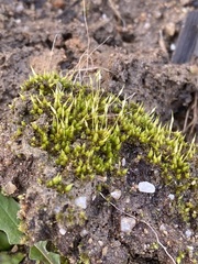 Funaria hygrometrica
