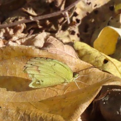 Abaeis mexicana